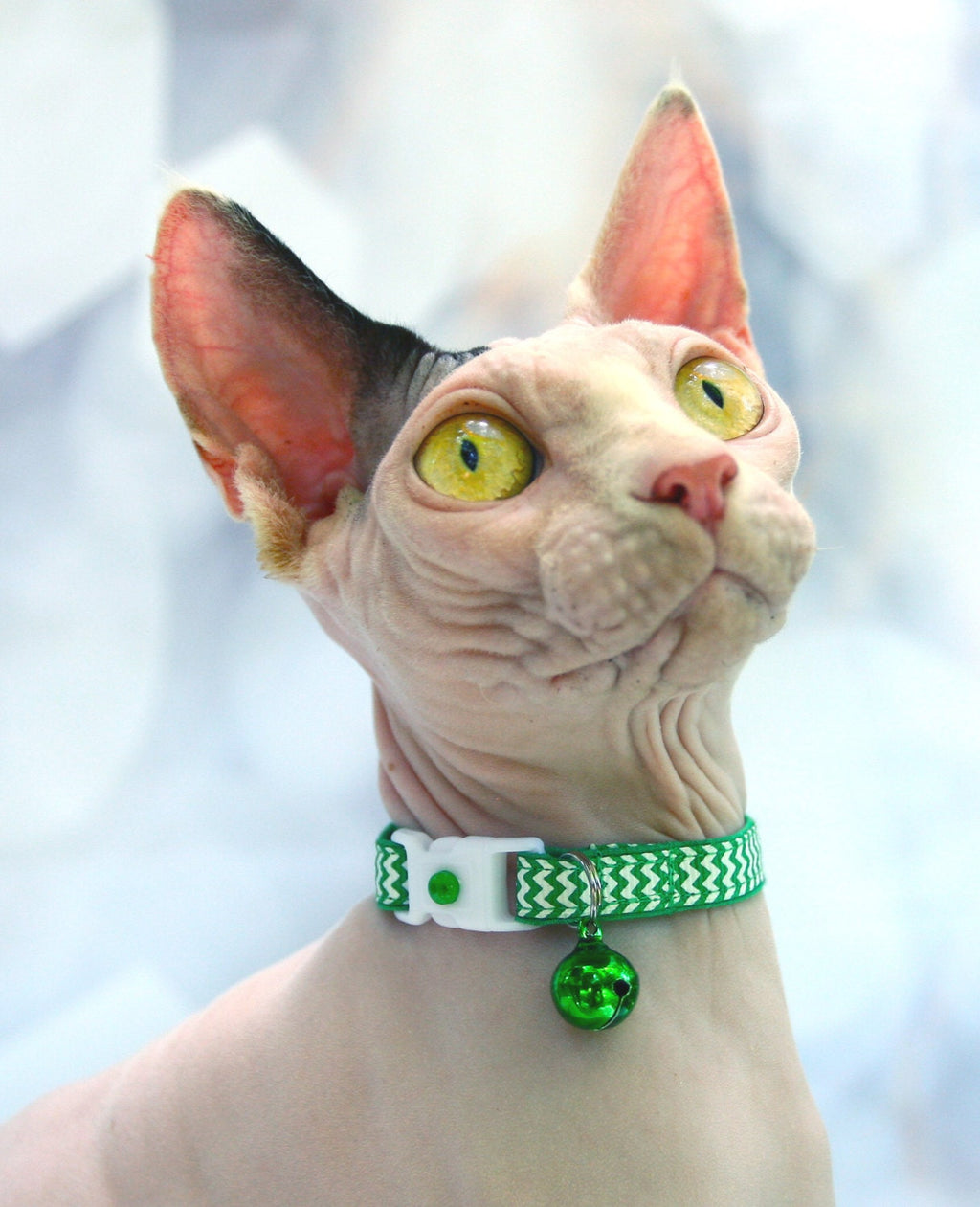 Kelly Green Chevron Cat Collar